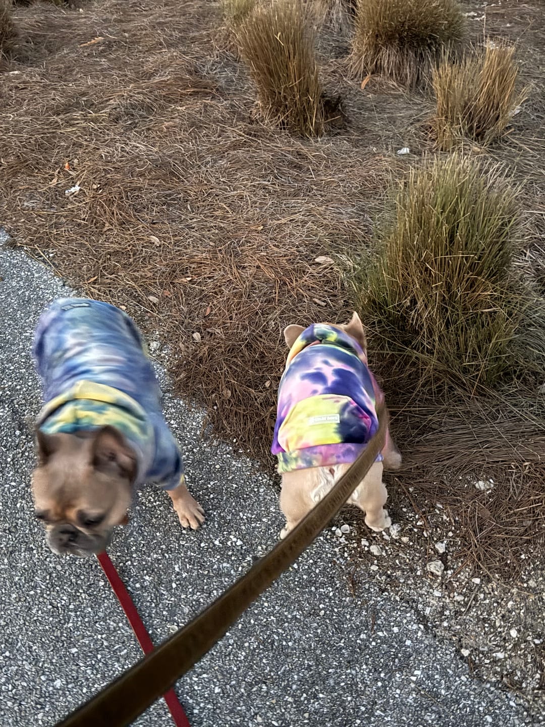 Customer photo review of Velvet Dog Hoodie - Berry Lemonade