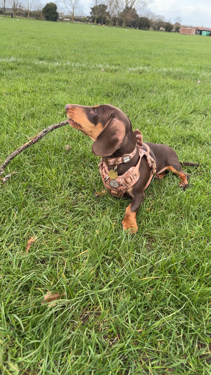 Customer photo review of Disney© Tough Trails™ Harness - Slinky