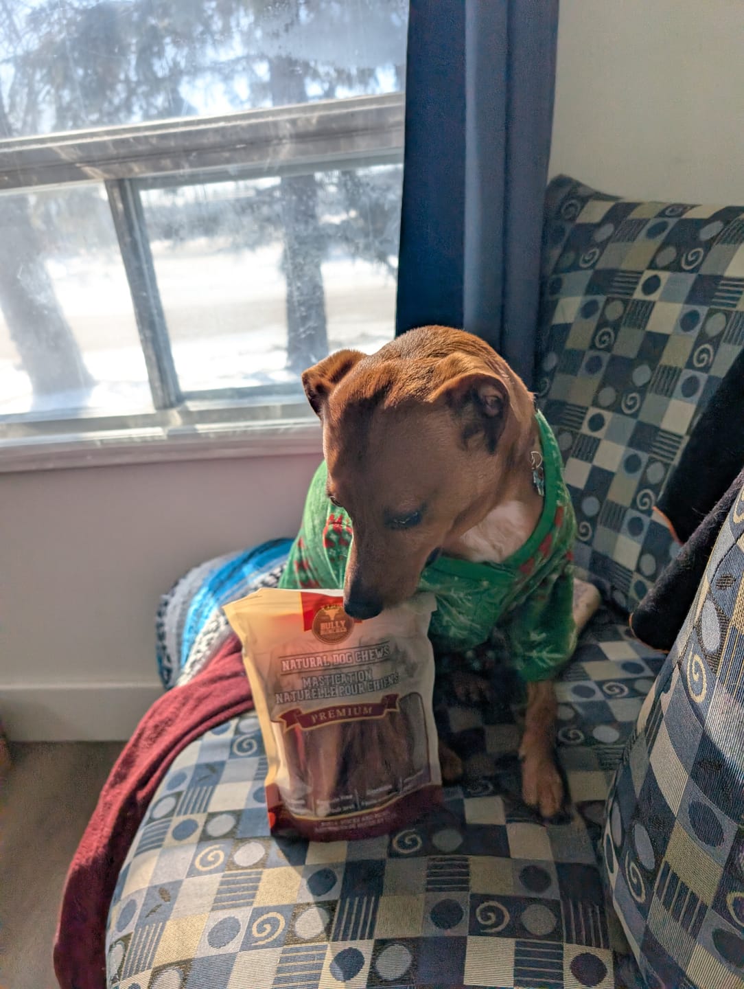 Customer photo review of 6 Inch Monster Bully Stick