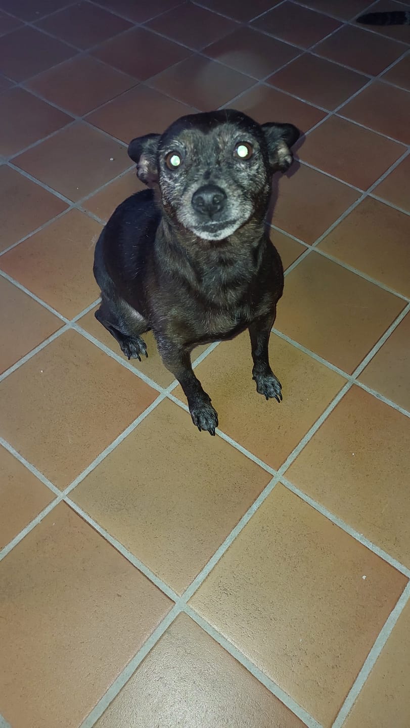 Customer photo review of Croquettes Poulet & Citrouille - Chien Petite Race