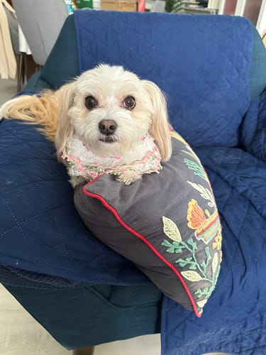 Customer photo review of Susan – Handmade Easter Floral Lace Bandana for Cats and Dogs