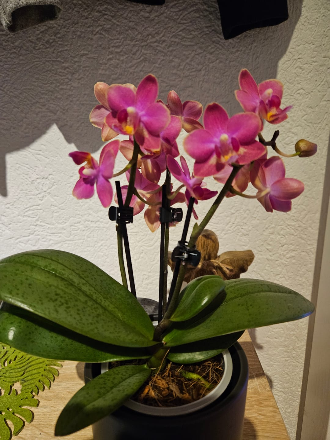 Customer photo review of Duftorchidee Table Dance Citrin-Gelb mit gelb-gepunkteten Blüten und 2 Rispen
