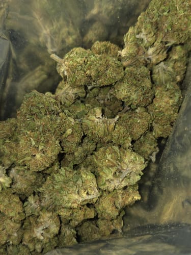 Customer photo review of Blue Candy THCA Flower