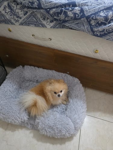 Customer photo review of המיטה של בונו - מיטה אורתופדית