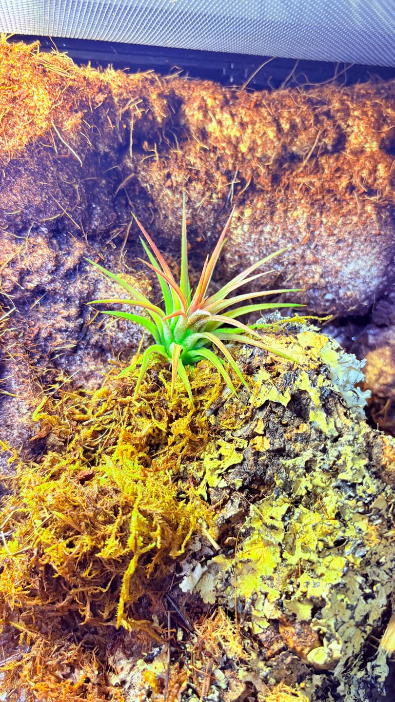 Customer photo review of Tillandsia Marvelous Masterpiece