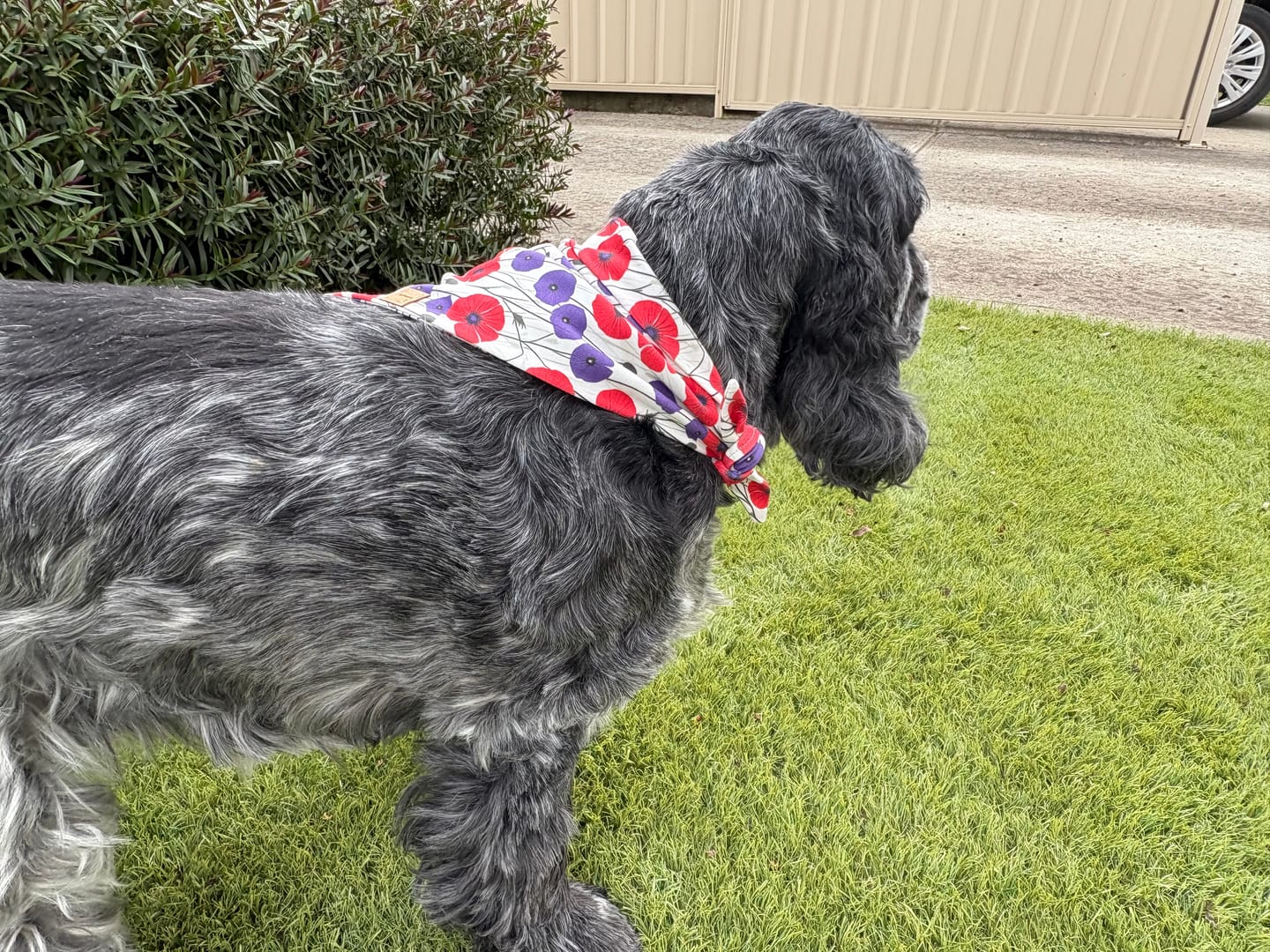 Customer photo review of ANZAC Dog Bandana - Organic Cotton *NEW*
