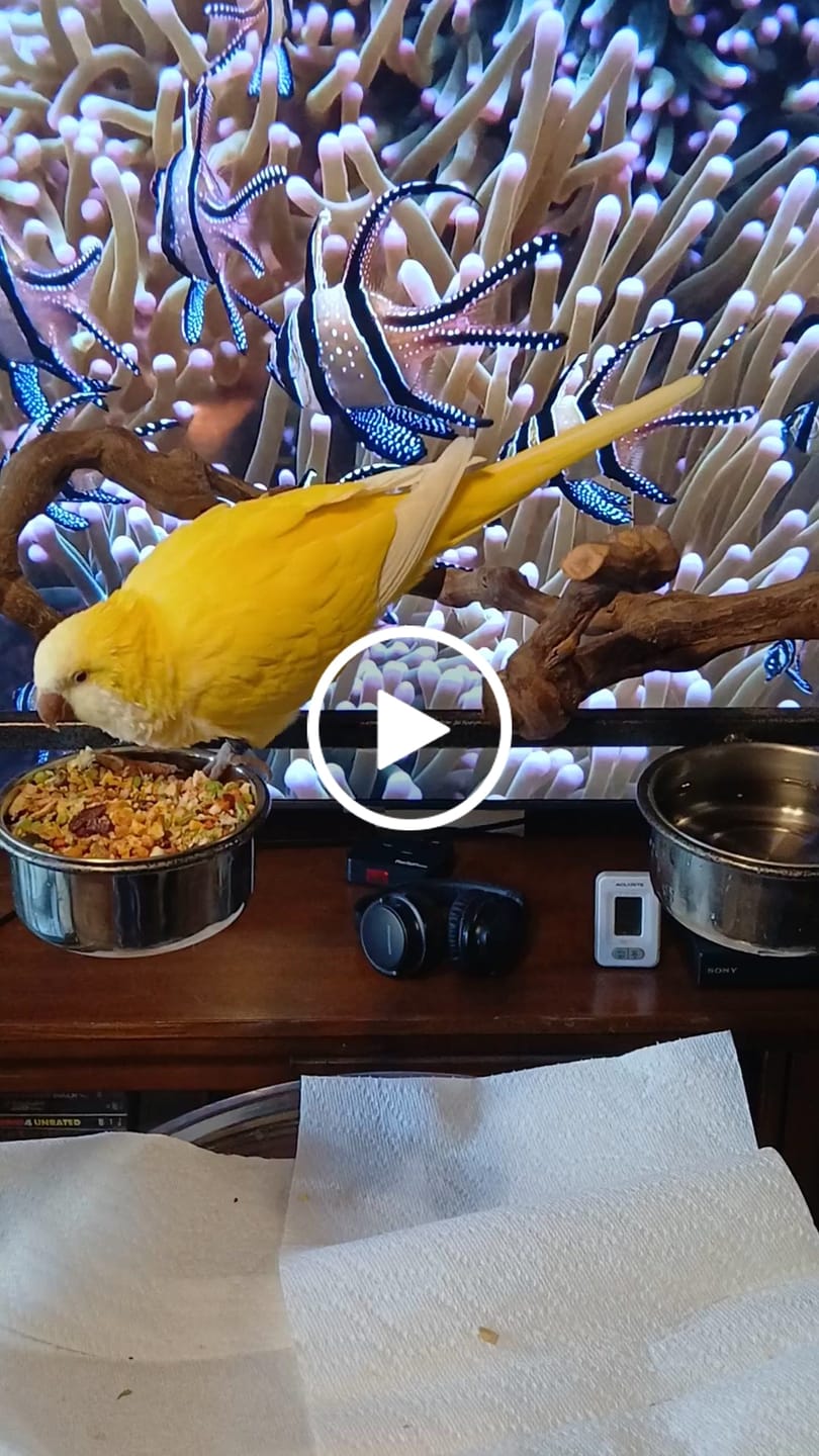 Customer video review of Bird Bites Freeze Dried Chop - Totally Veggies - No Fruit