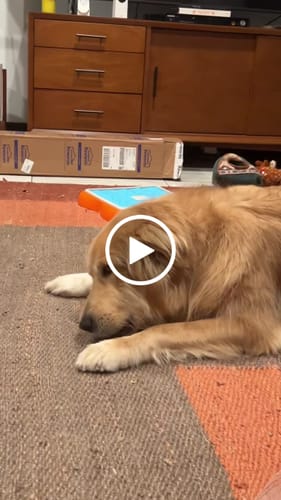Customer video review of Long-Lasting Yak Chews — 4 Flavor Pack