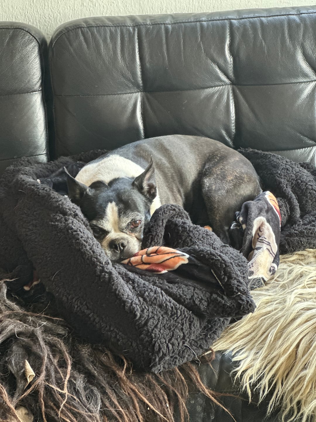Customer photo review of Black Edition | Luxury Dog & Human Blanket