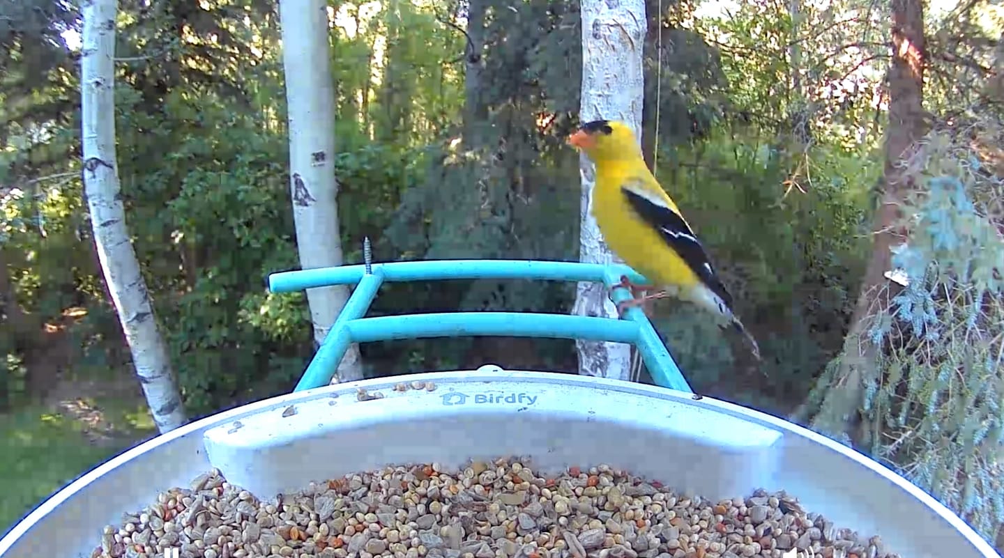 Customer photo review of Birdfy Feeder - AI-Powered Smart Bird Feeder with Camera