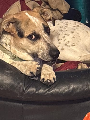 Customer's spotted dog lying on a leather couch while holding and chewing on a Long-Lasting Yak Chew.