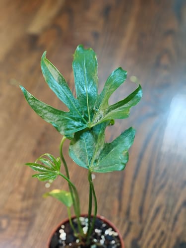Customer's small Anthurium pedatoradiatum 'Fingers' plant with a new leaf unfurling.