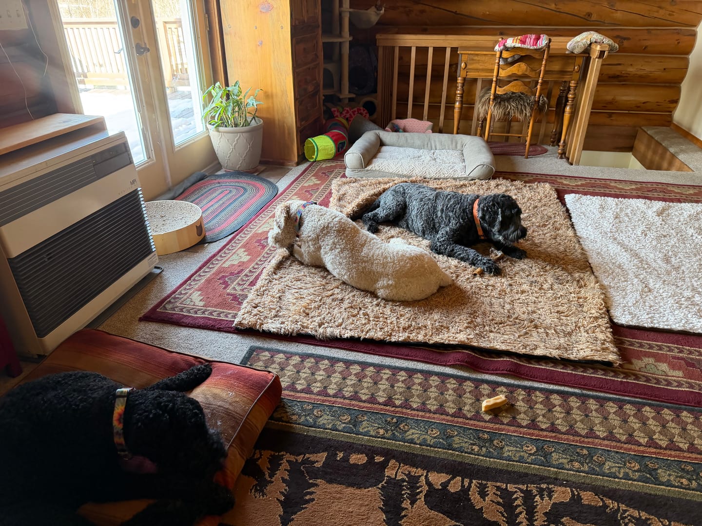 Customer photo review of Medium Ostrich Cane (10" x 3"): The Long-Lasting, Flavor-Packed Chew for Medium & Large Dogs