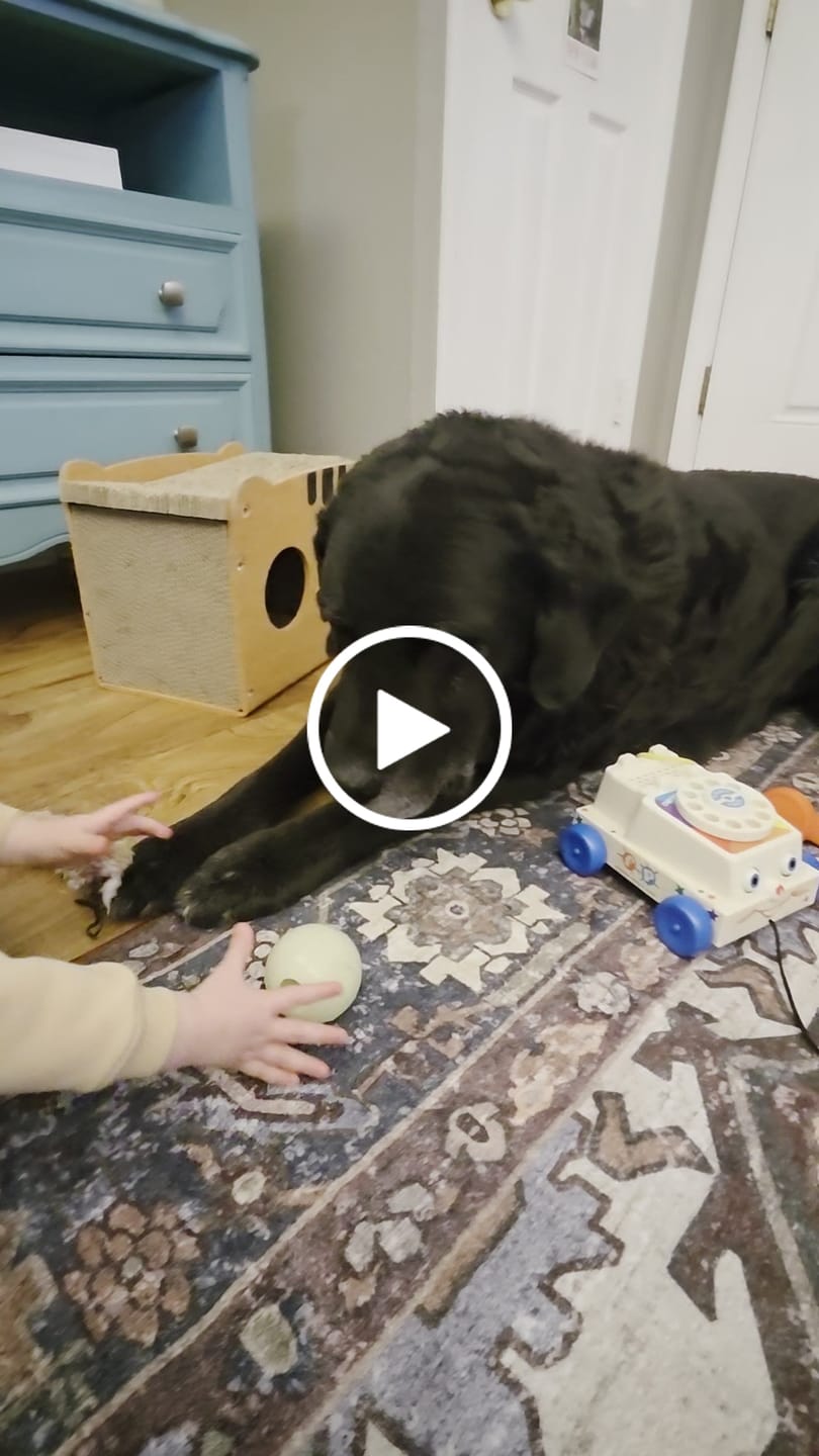 Customer video review of KING KALM 600mg CBD with Copaiba, Krill Oil and DHA for Dogs & Cats