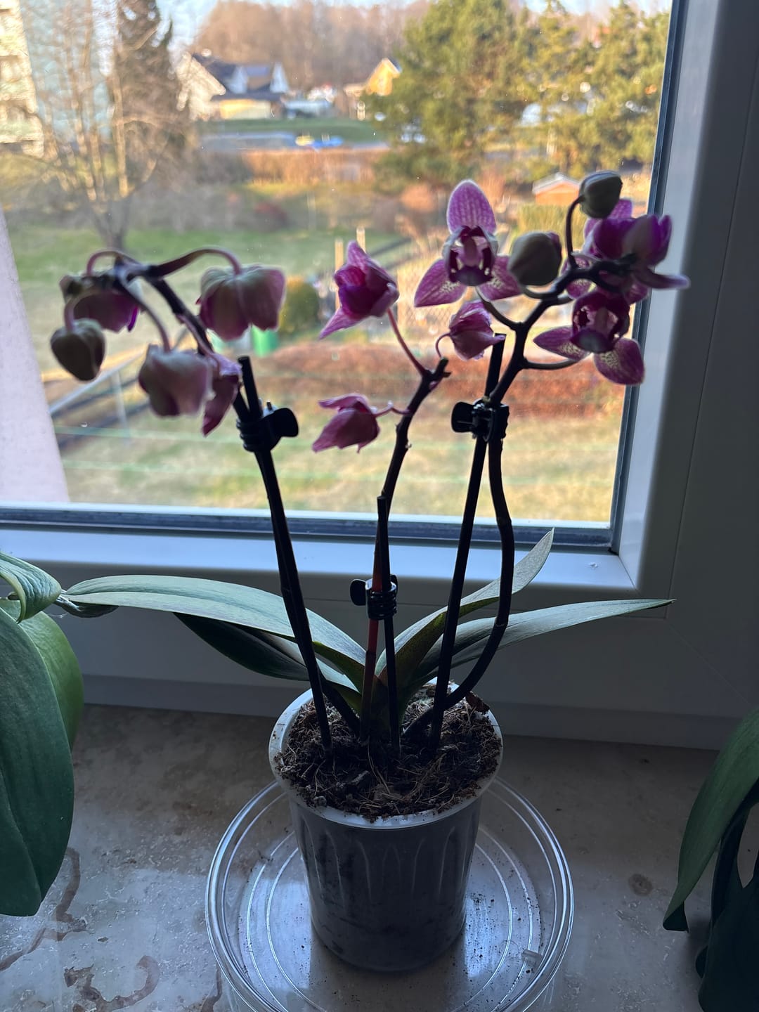 Customer photo review of Orchideendünger in Dosierflasche, hochkonzentriert