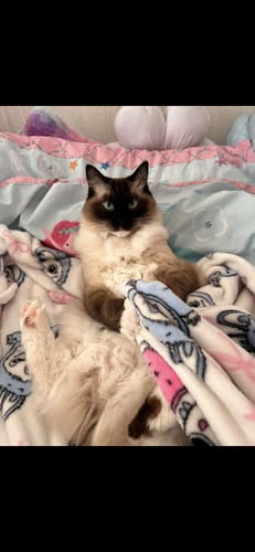 Customer photo review of 1 Month Supply – 1 Cat