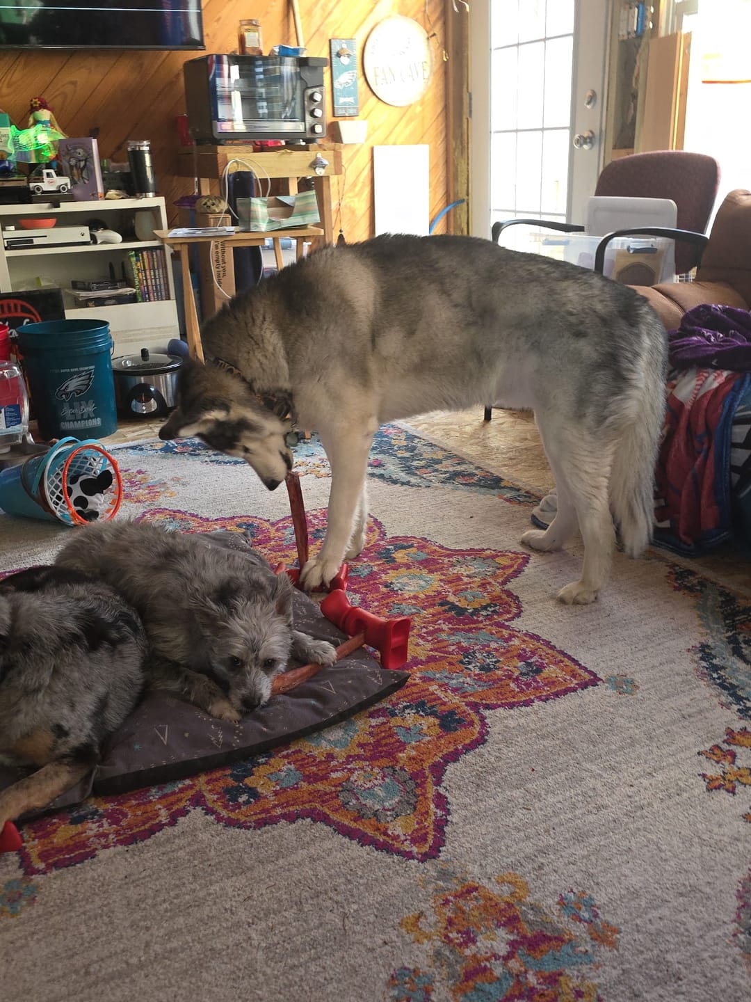 Customer photo review of 6 Inch Monster Bully Stick