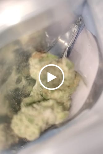 Customer video review of Cheap THCA Flower Ounce