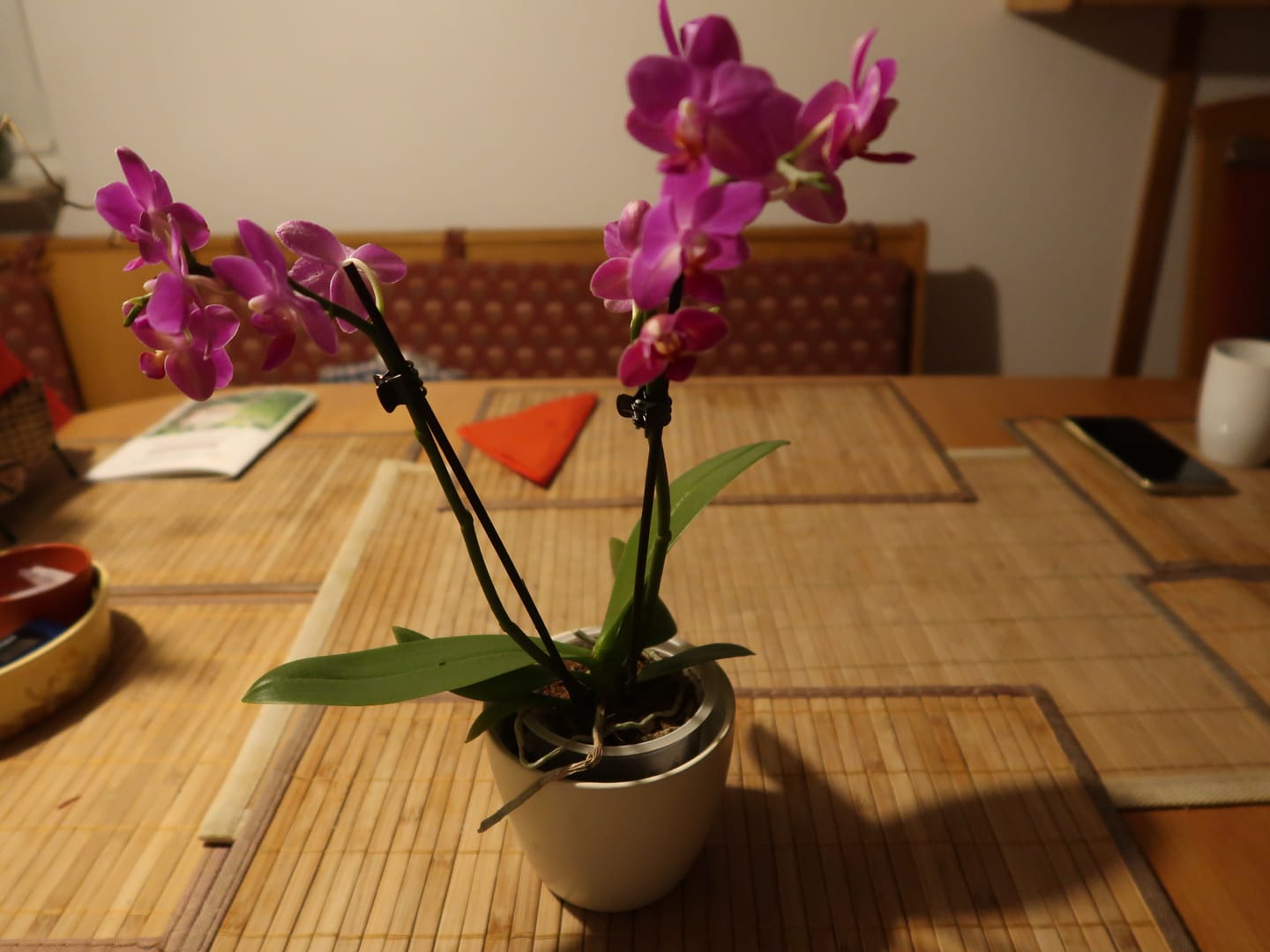Customer photo review of Table Dance Aliyah Black mit dunkelroten Blüten und 2+ Rispen