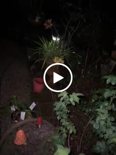 Customer video review of GardenBrite™ Solar Firefly Lights