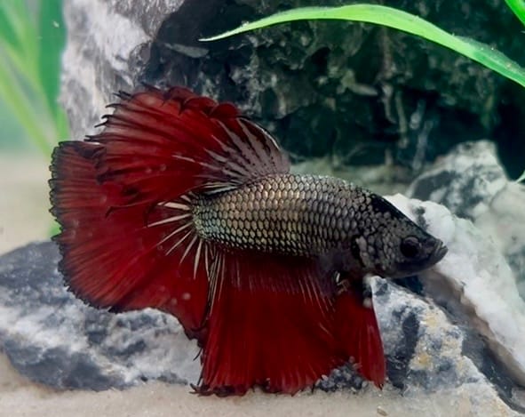 Customer photo review of Red Copper Halfmoon Male Betta Fish