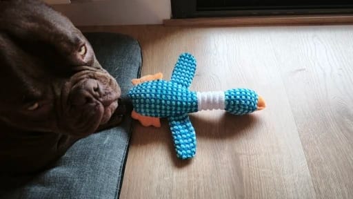 Customer photo review of Plush Blue Goose Dog Chew Toy