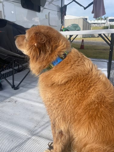 Customer photo review of FluffGuard - 12 Months Bug Free Collar
