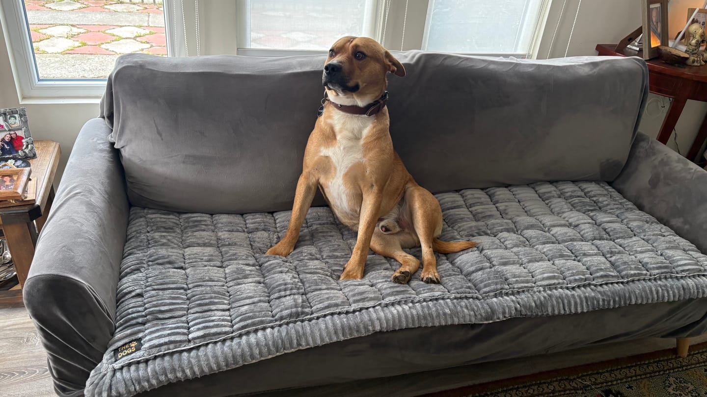 Customer photo review of Majestuoso · Protector Premium para Sofá