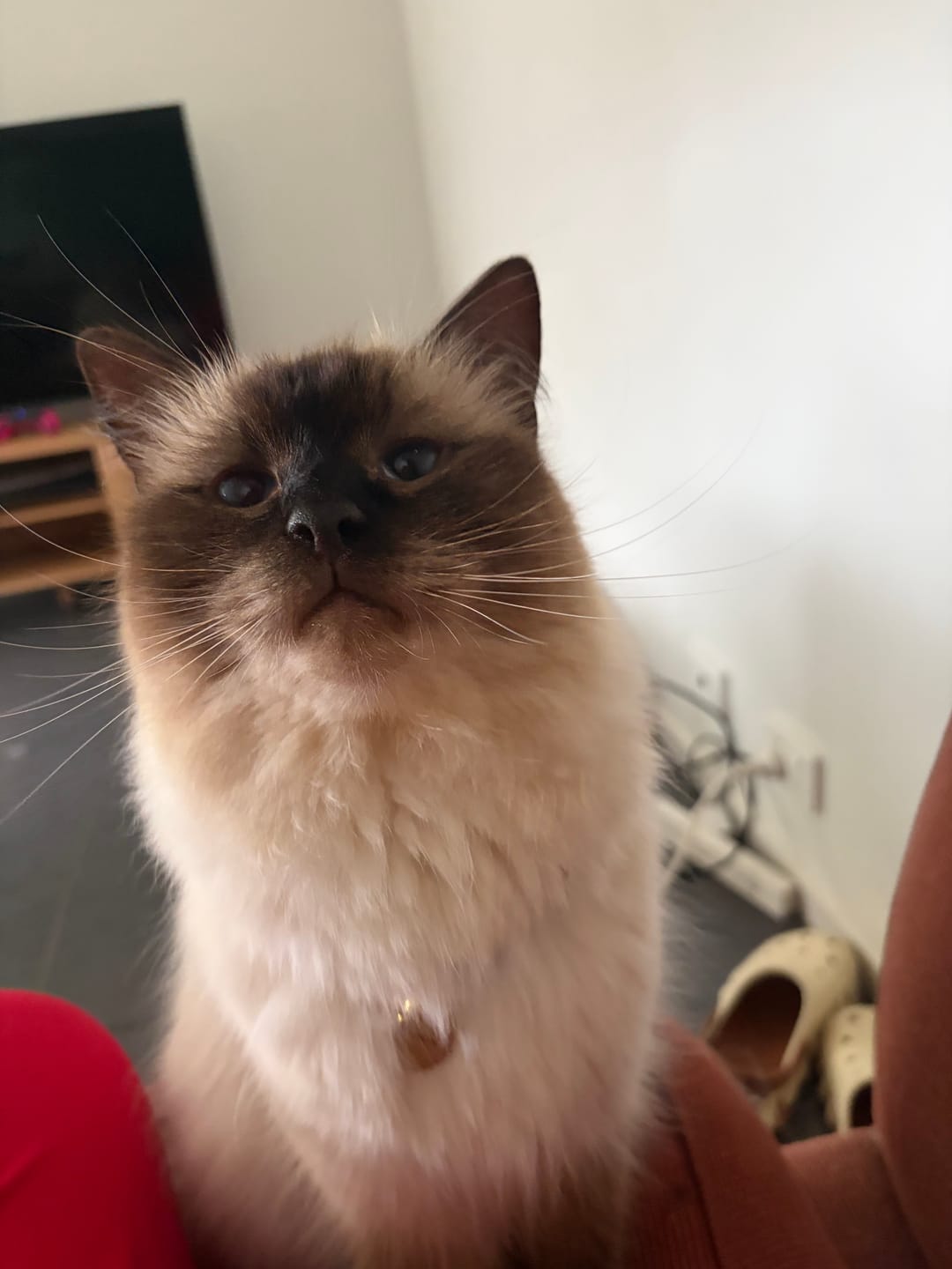 Customer photo review of Handmade Leather Cat Collar - Blush