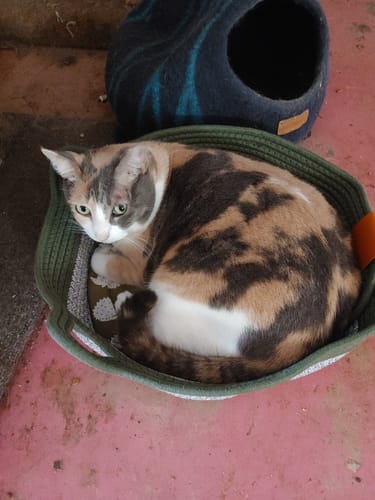 Customer photo review of Instinct Basket | Meet the first research-backed natural territory for indoor cats