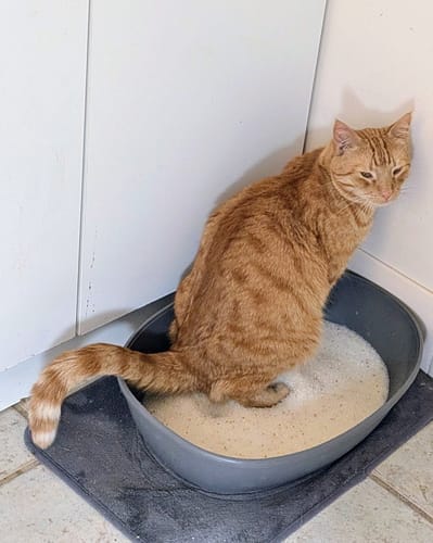 Customer photo review of Fit Litter