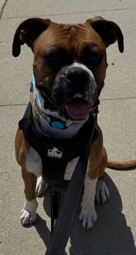 Customer photo review of No Pull Bully Proof Harness