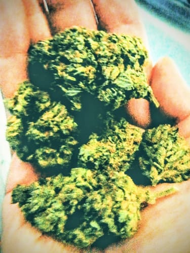 Customer photo review of Cheap THCA Flower Ounce (28g)