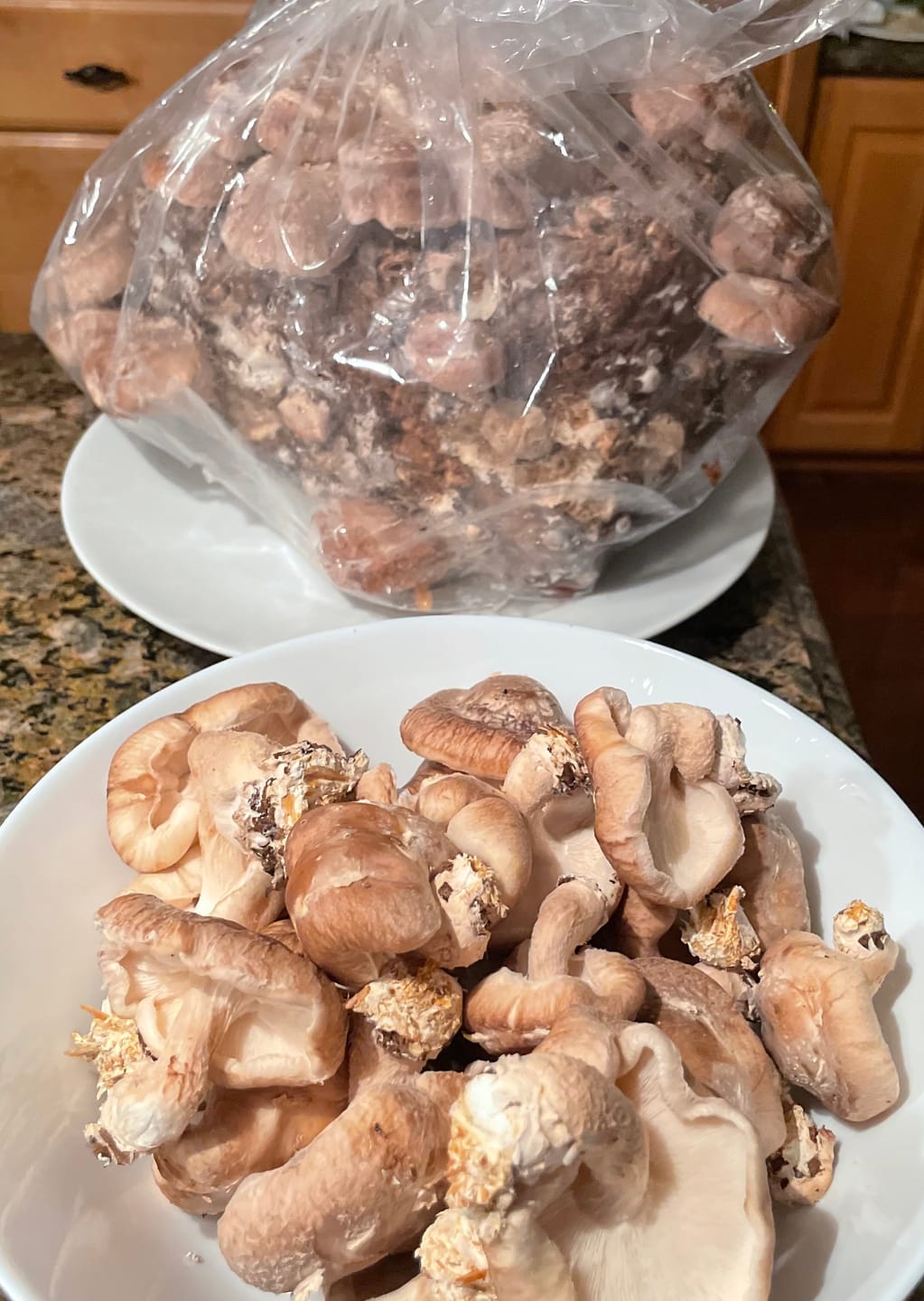 Customer photo review of Mushroom Mini-Farm Grow Kits Variety - 4 Pack