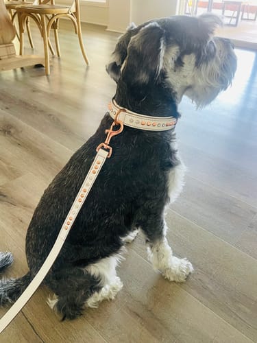 Customer photo review of Leather Dog Leash - Iced Out Rose Gold