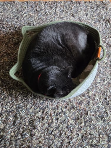 Customer photo review of Instinct Basket | Meet the first research-backed natural territory for indoor cats
