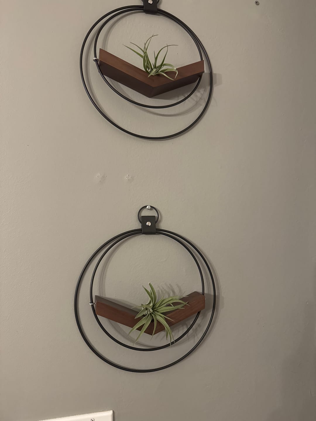 Customer photo review of Air Plant V-Hanger Trio