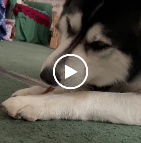 Customer video review of 5X 6" Smoked Bully Sticks