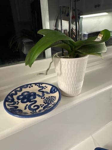 Customer photo review of Blue Flower Coaster