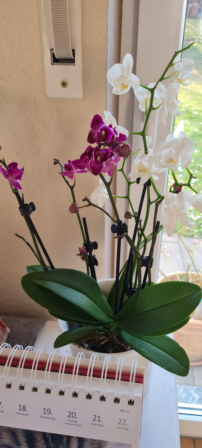Customer photo review of Cocktail Orchidee mit violett-weißen Blüten und 5+ Rispen