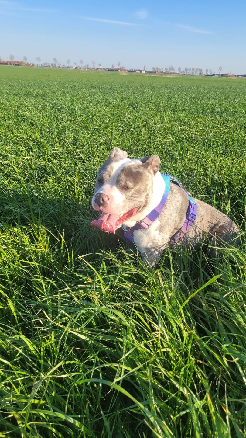 Customer photo review of Leash and Poop Bag Holder Set
