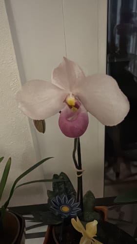 Kunde zeigt die rosa-weiße Blüte seiner Frauenschuh Paphiopedilum delenatii Orchidee.