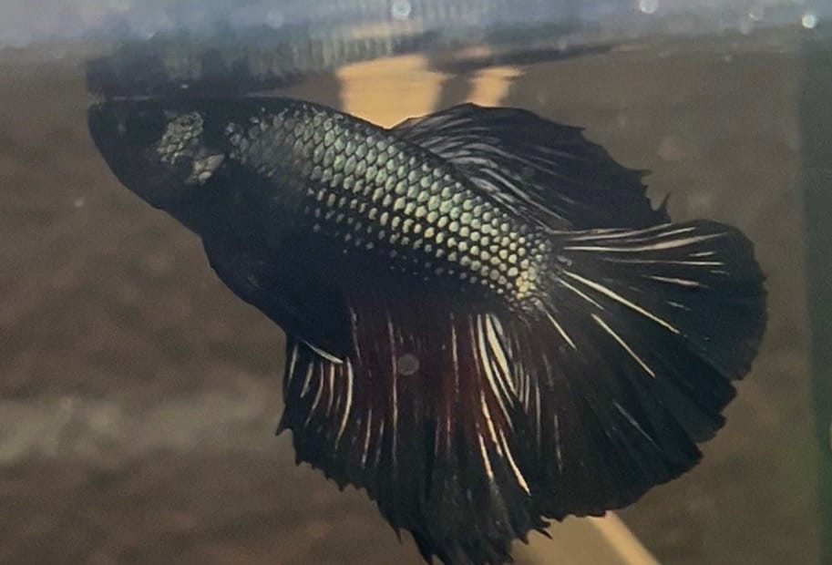 Customer photo review of Black Copper Halfmoon Male Betta Fish