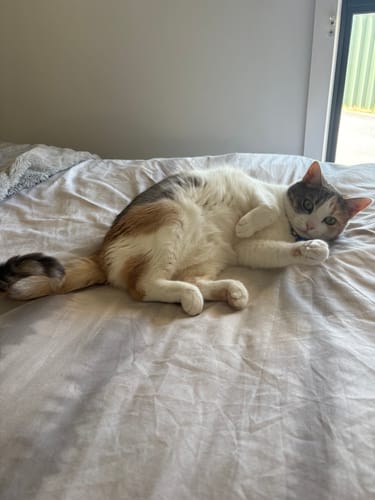 Customer photo review of Fit Litter