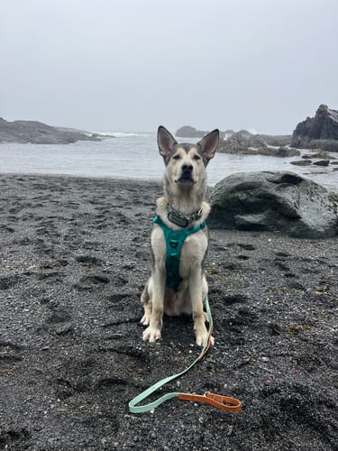 Customer photo review of Hands-Free Leash Adapter