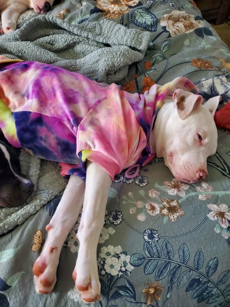 Customer photo review of Velvet Dog Hoodie - Berry Lemonade