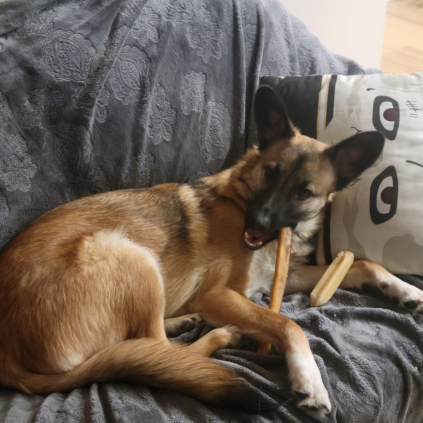 Customer photo review of 12 Inch Thick Bully Stick