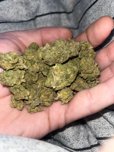 Customer photo review of Zlushies Indoor Minis - Bulk Minis - Indica