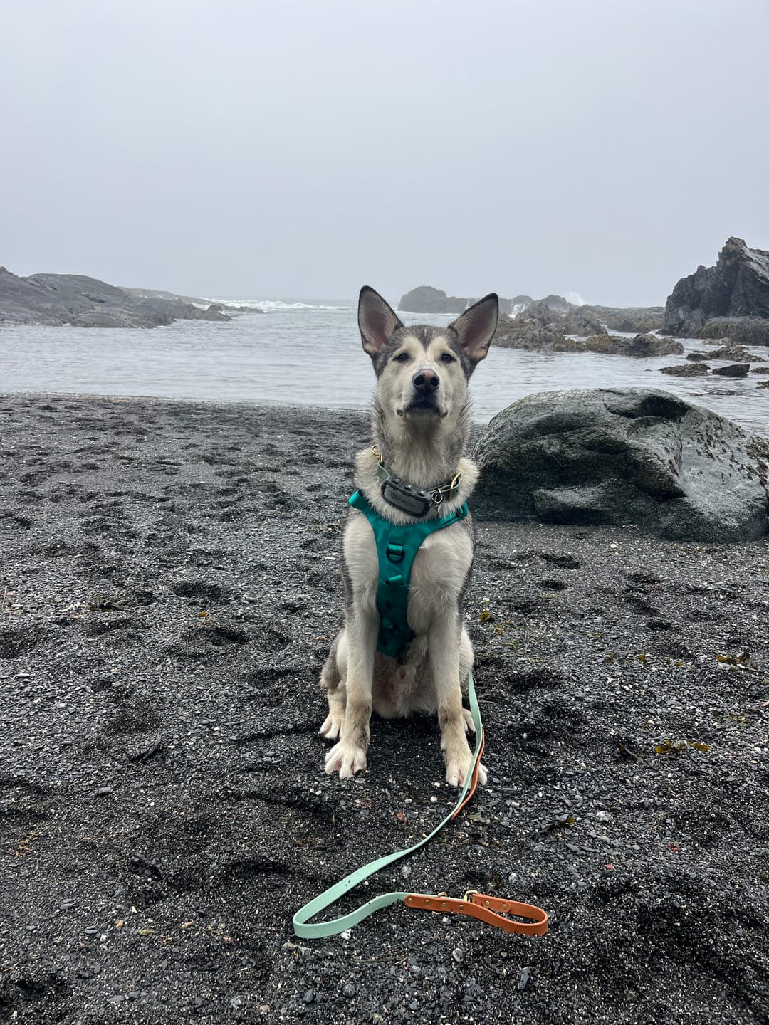 Customer photo review of Biothane Traffic Handle Dog Leash