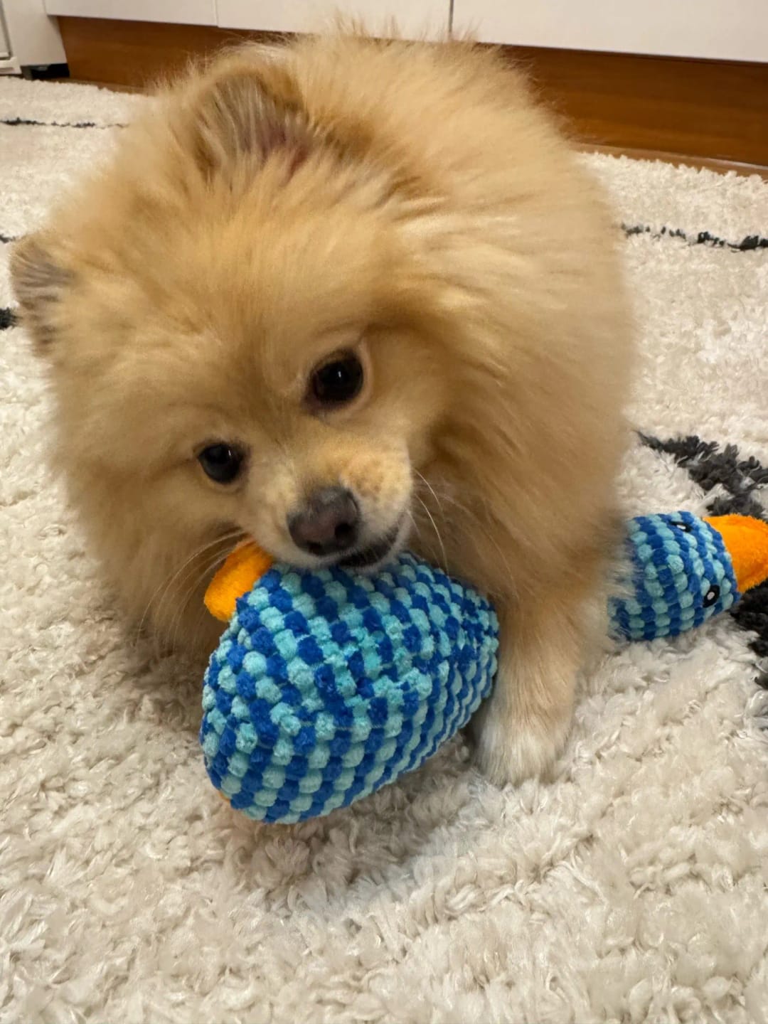 Customer photo review of Plush Blue Goose Dog Chew Toy